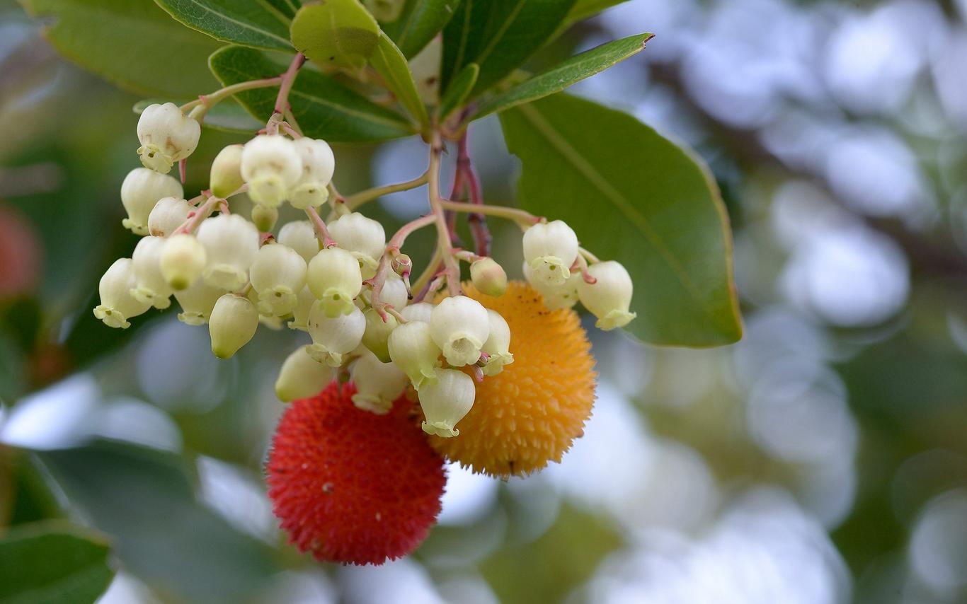 cream coloured, bell-shaped flowers with red spiked berries
